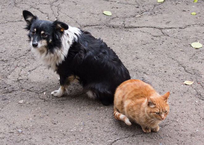 Terror animal en Querétaro: más de 30 perros y gatos aparecen muertos