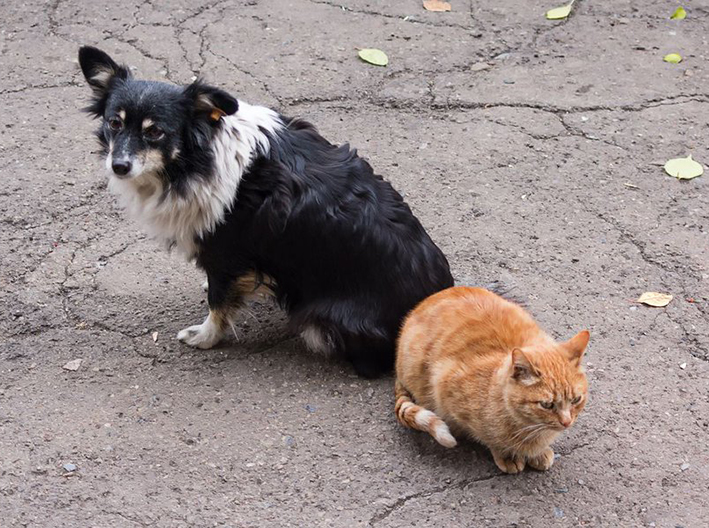 Terror animal en Querétaro: más de 30 perros y gatos aparecen muertos