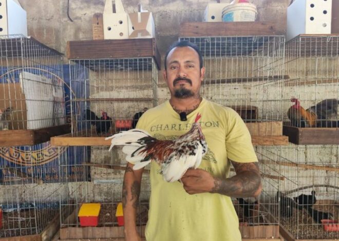 Anuncian la Expo Interina Peninsular del Gallito Azteca en José María Morelos