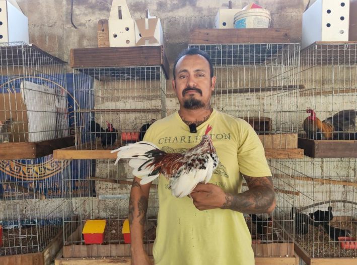 Anuncian la Expo Interina Peninsular del Gallito Azteca en José María Morelos