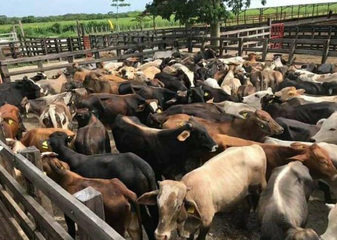 Mil 300 casos y contando: el gusano barrenador no afloja en Quintana Roo