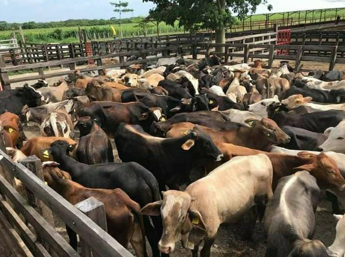 Mil 300 casos y contando: el gusano barrenador no afloja en Quintana Roo