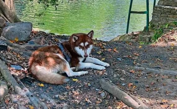 ¿Pensión para el lomito? CDMX busca proteger a las mascotas tras una separación