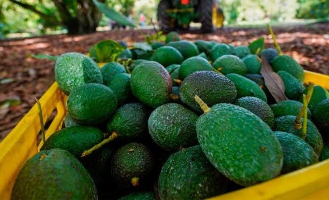 EU reactiva el aguacate en Michoacán tras acuerdo de seguridad