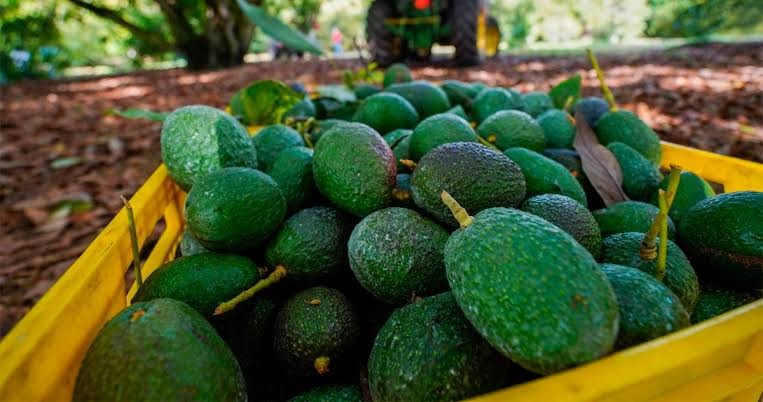 EU reactiva el aguacate en Michoacán tras acuerdo de seguridad