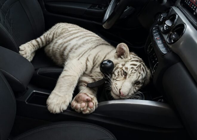 Rescatan a un tigre de Bengala bebé en la CDMX
