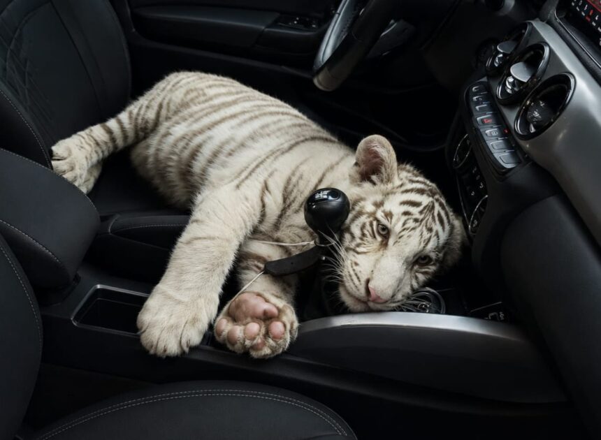 Rescatan a un tigre de Bengala bebé en la CDMX