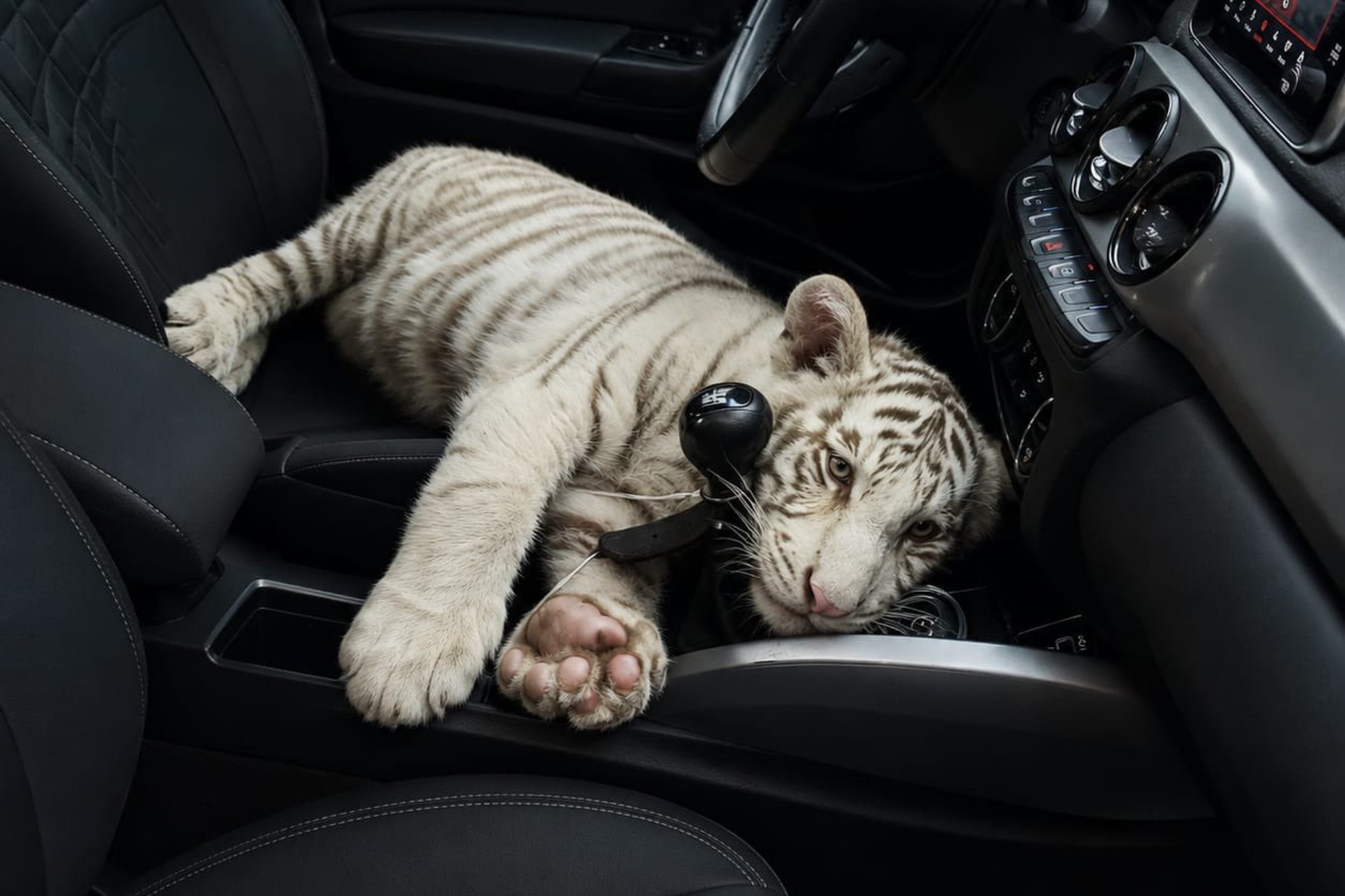 Rescatan a un tigre de Bengala bebé en la CDMX