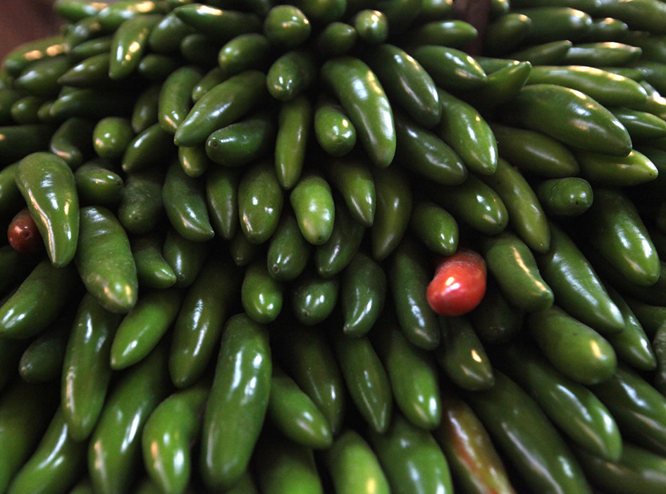 Jalapeños bajo sospecha: Salud descarta Salmonella Javiana en Nuevo León