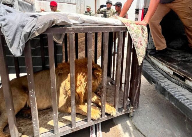 Rescatan a león africano abandonado en vivienda de Matamoros