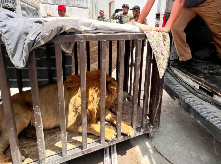 Rescatan a león africano abandonado en vivienda de Matamoros