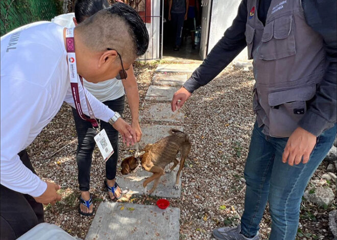 Maltrato animal ya pisa tribunales: 41 vinculados a proceso en Quintana Roo