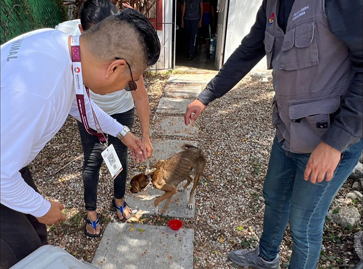 Maltrato animal ya pisa tribunales: 41 vinculados a proceso en Quintana Roo