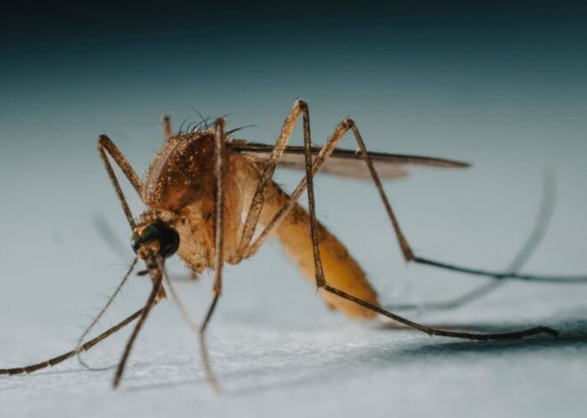 Aumentan casos del virus del Nilo Occidental por sequía en EE. UU.