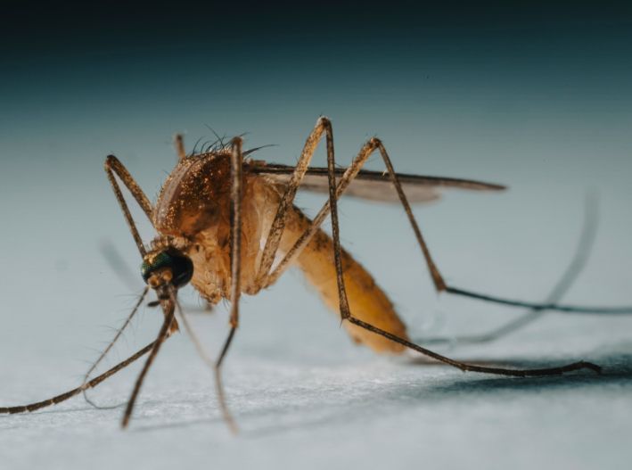 Aumentan casos del virus del Nilo Occidental por sequía en EE. UU.