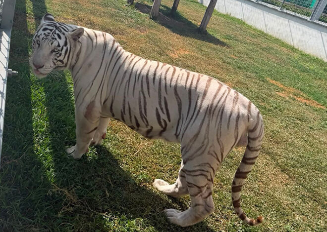 Tigres, jaguares y 68 mil litros de diésel: cae rancho en Tamaulipas
