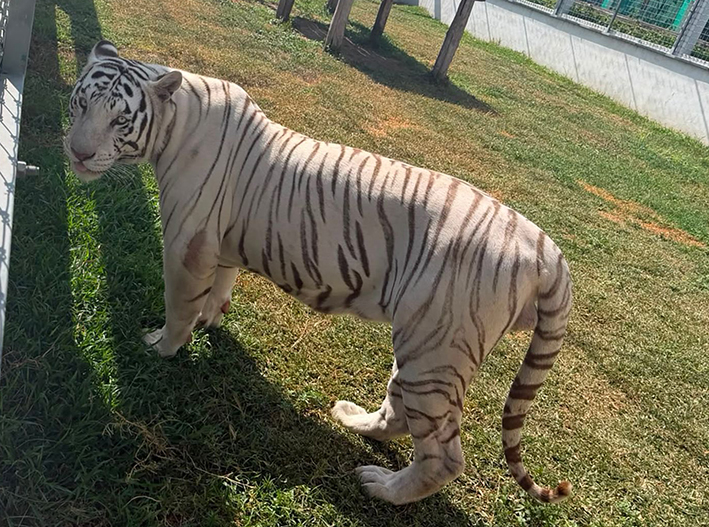 Tigres, jaguares y 68 mil litros de diésel: cae rancho en Tamaulipas