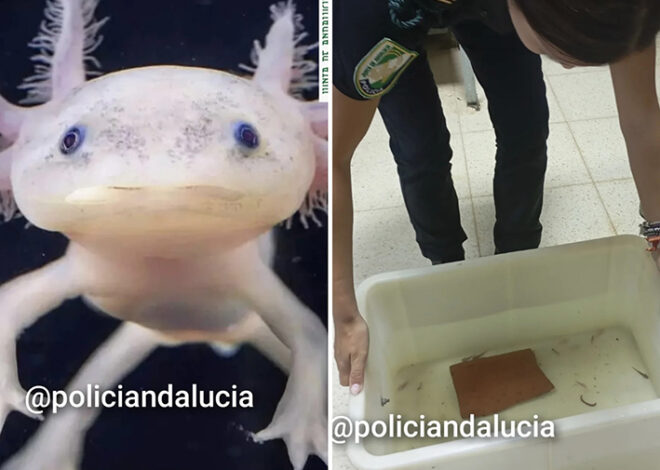 Golpe al tráfico de fauna: rescatan 29 ajolotes mexicanos en Granada