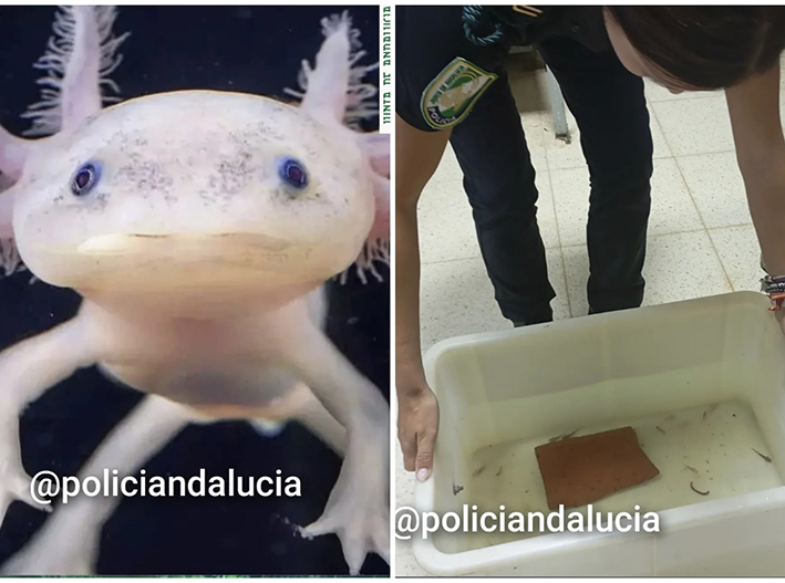 Golpe al tráfico de fauna: rescatan 29 ajolotes mexicanos en Granada