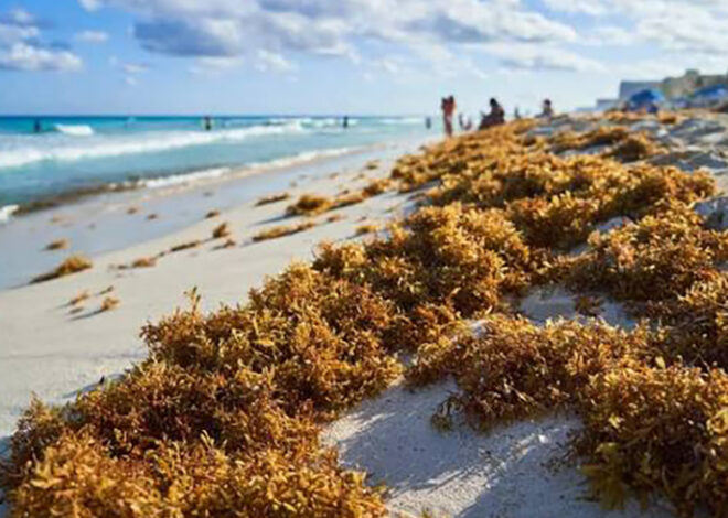 El sargazo podría tener chamba en el campo de Quintana Roo