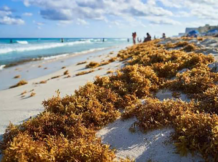 El sargazo podría tener chamba en el campo de Quintana Roo