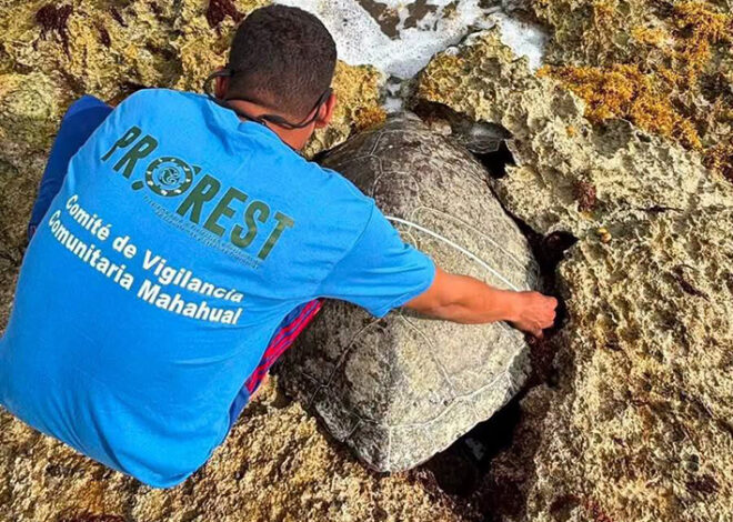 Trampa mortal: tortuga marina muere entre toneladas de sargazo en Mahahual
