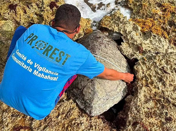 Trampa mortal: tortuga marina muere entre toneladas de sargazo en Mahahual