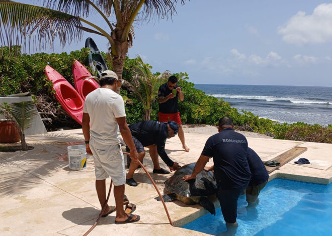 Tortuga quiso darse un baño de lujo y terminó necesitando a los bomberos en Tulum
