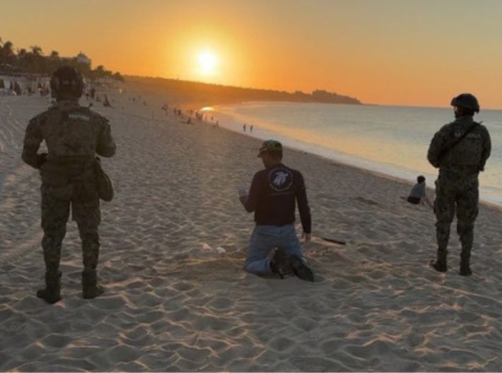 Protegen a 140 tortugas y recuperan 10 mil huevos en Cabo San Lucas