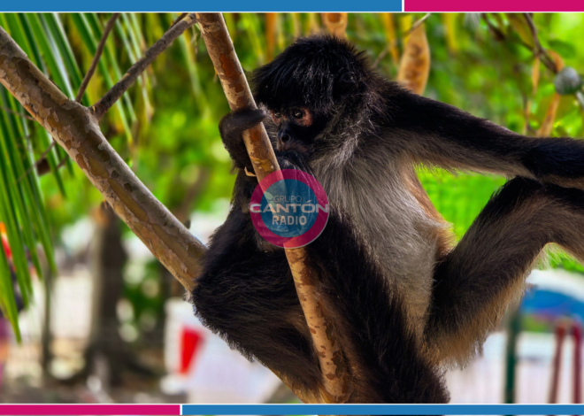 La fila era por despensas… hasta que aparecieron dos monos araña