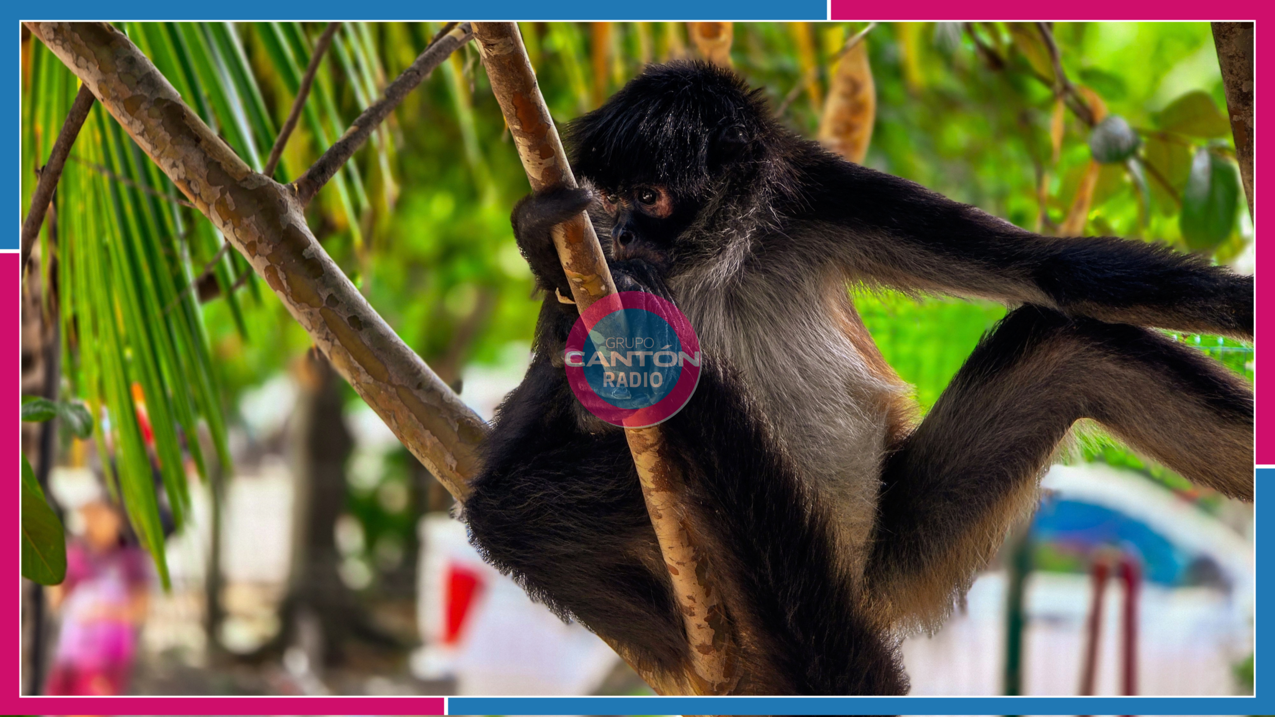 La fila era por despensas… hasta que aparecieron dos monos araña