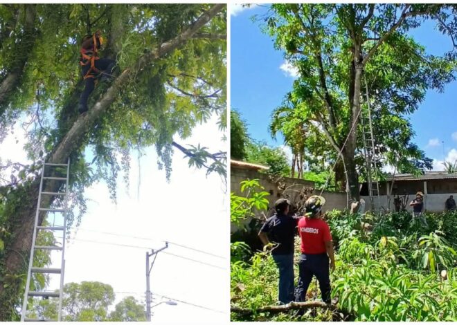 Podan árboles cerca de cables eléctricos en Lázaro Cárdenas