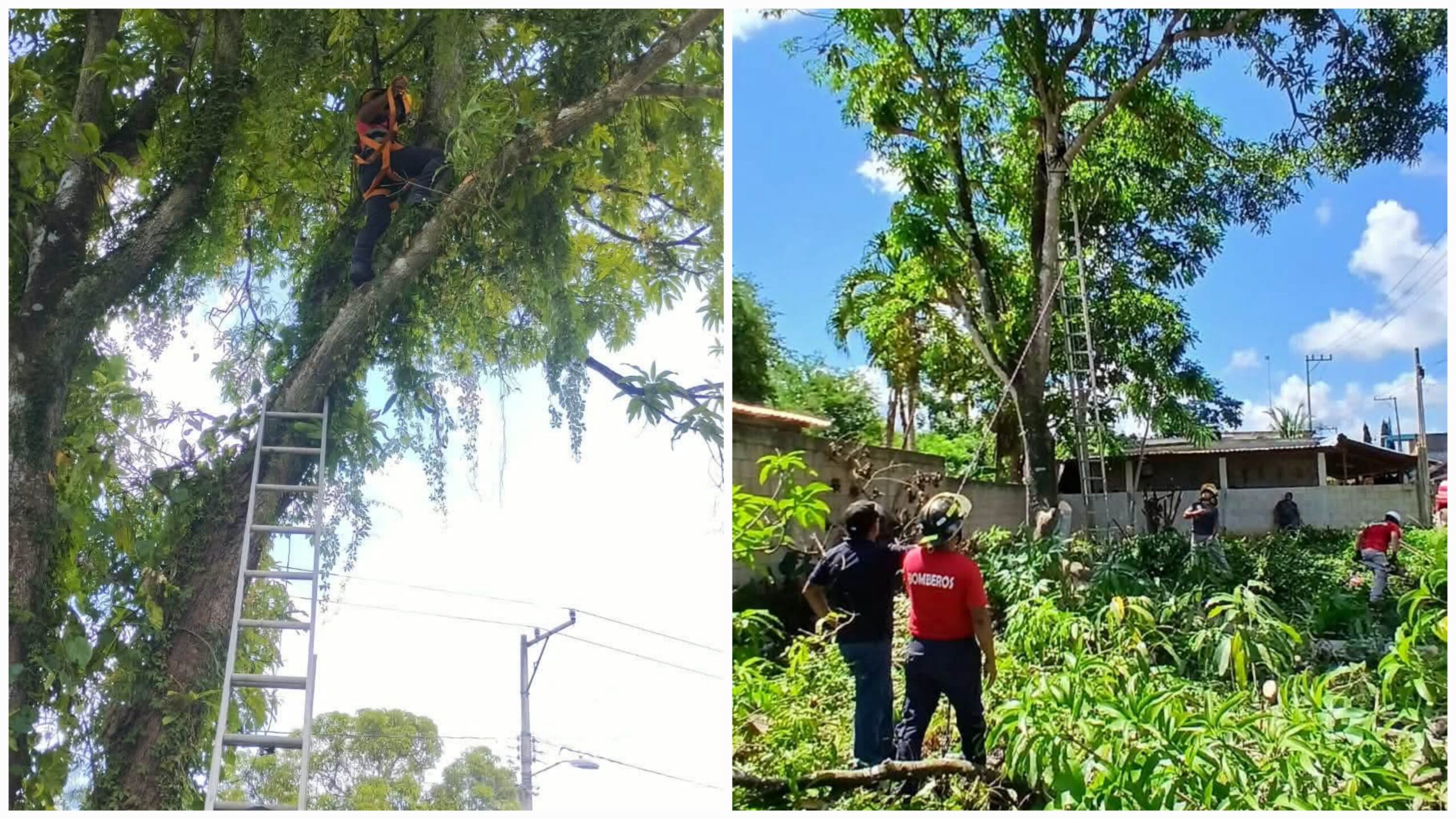 Podan árboles cerca de cables eléctricos en Lázaro Cárdenas