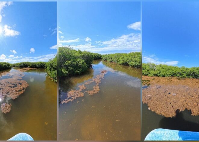 Reportan sargazo en el sur de Quintana Roo… ¿puede acercarse a Chetumal?