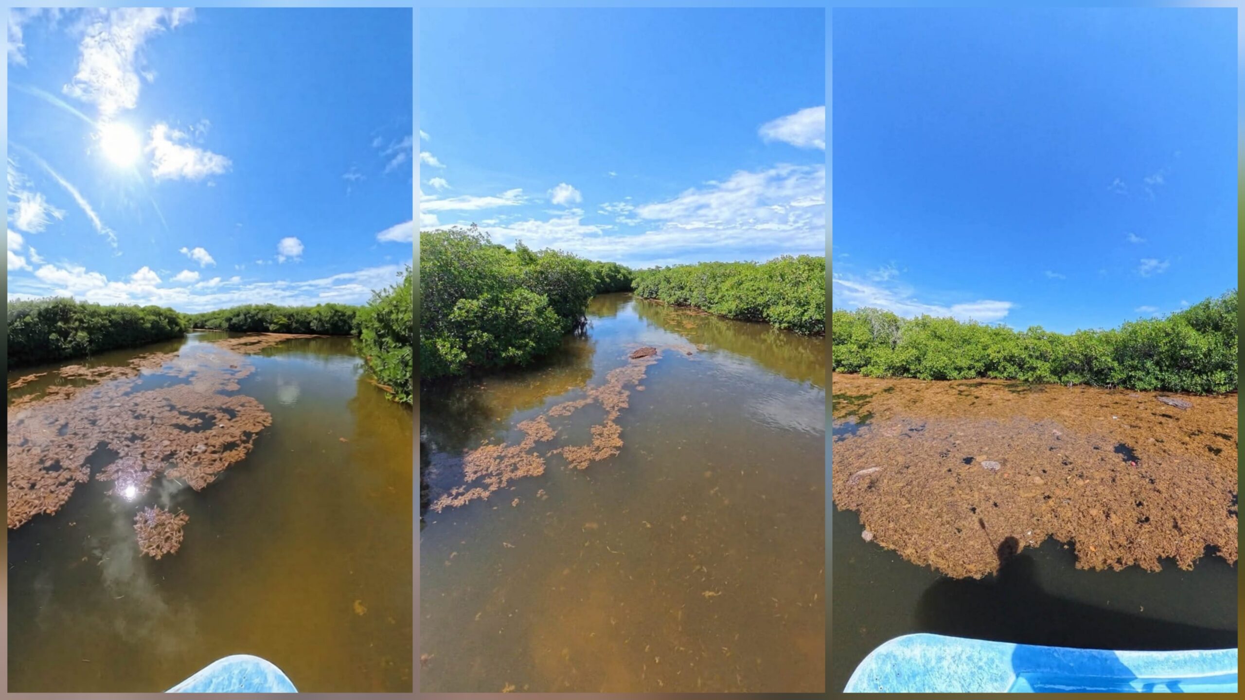 Reportan sargazo en el sur de Quintana Roo… ¿puede acercarse a Chetumal?