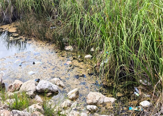 La basura comienza a convertirse en una amenaza para el brazo lagunar de San Diego