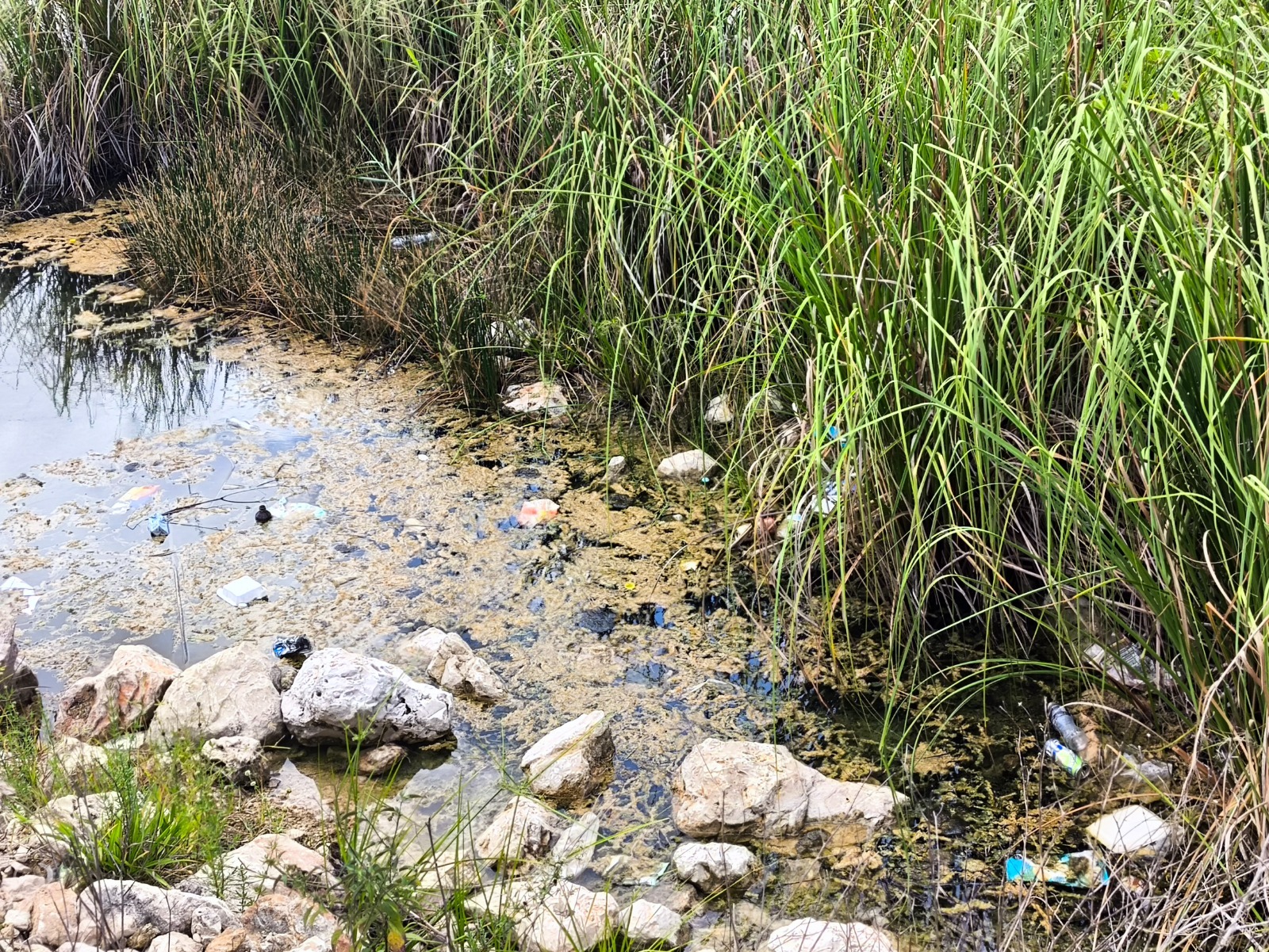 La basura comienza a convertirse en una amenaza para el brazo lagunar de San Diego