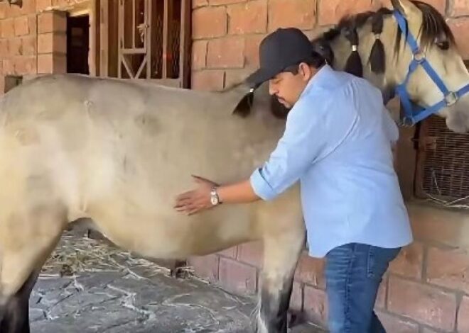 Alcalde en Chiapas presume sus caballos y desata críticas en redes