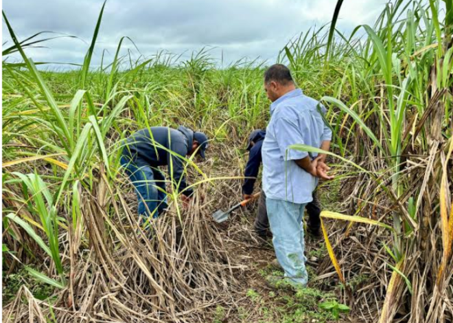 Sequía golpea al campo de Quintana Roo: cae producción de caña