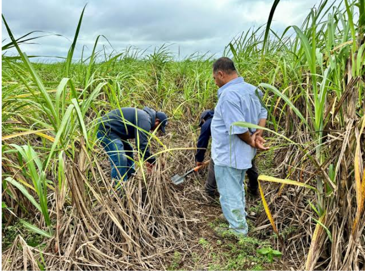Sequía golpea al campo de Quintana Roo: cae producción de caña
