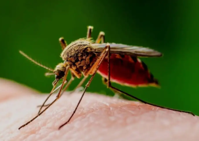Leishmaniasis pone en alerta a Quintana Roo