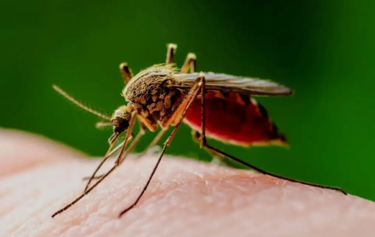 Leishmaniasis pone en alerta a Quintana Roo