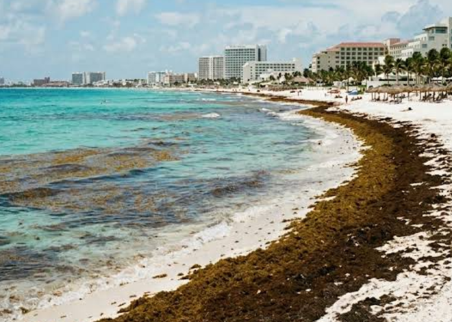 Empresarios de Quintana Roo buscan solución al impacto del sargazo