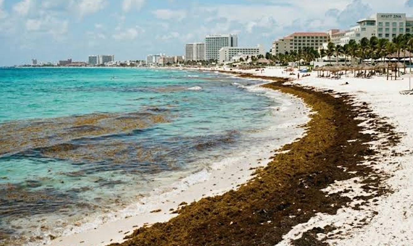 Empresarios de Quintana Roo buscan solución al impacto del sargazo