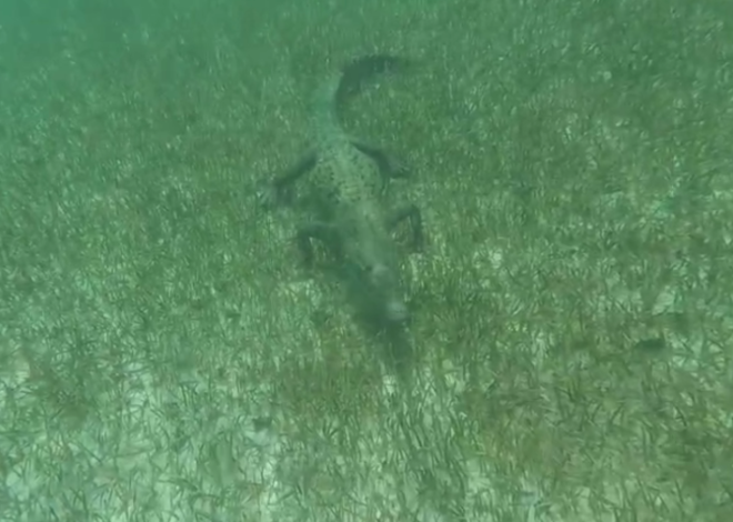 Cocodrilos no son los “malos”: humanos invadieron sus rutas en Cozumel