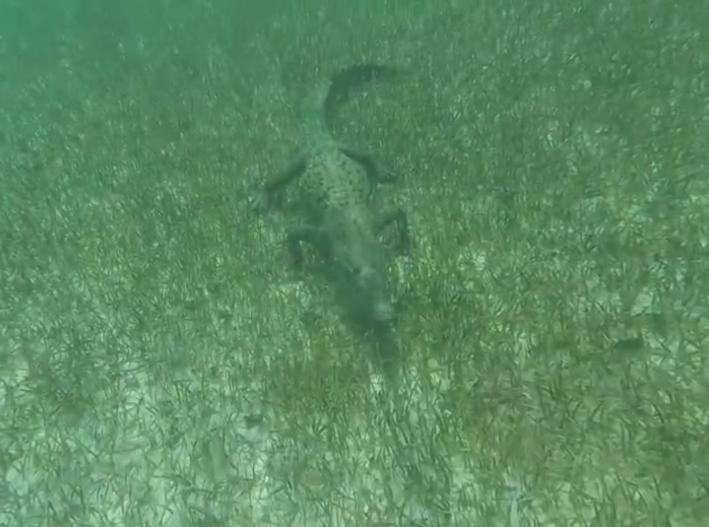 Cocodrilos no son los “malos”: humanos invadieron sus rutas en Cozumel