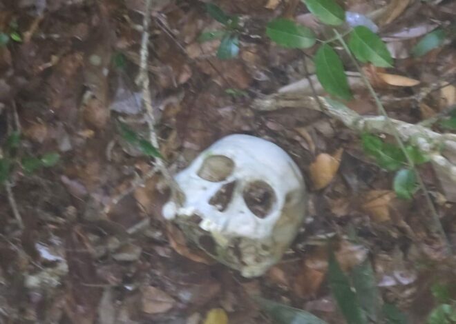 Localizan osamenta junto a la carretera 307 cerca de Kaan Luum, en Tulum