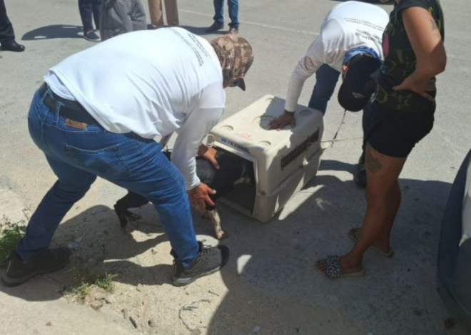 Playa del Carmen atiende 915 denuncias por maltrato animal