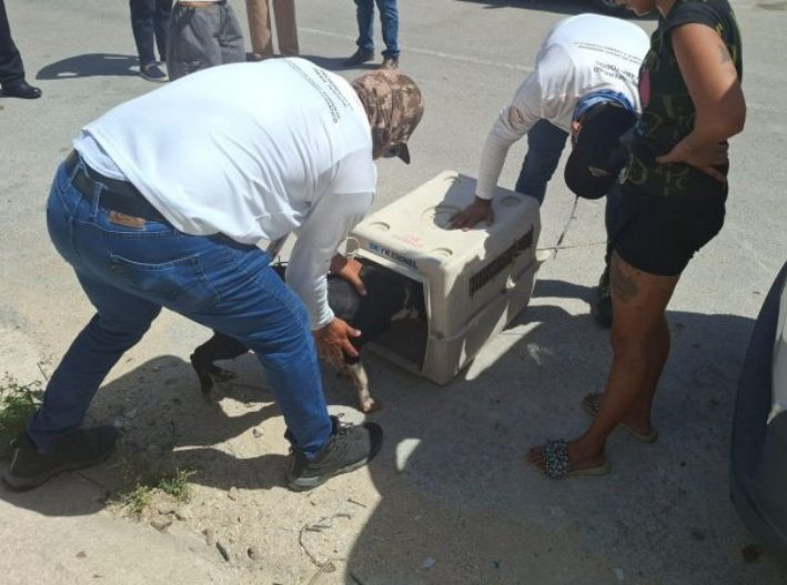 Playa del Carmen atiende 915 denuncias por maltrato animal