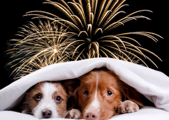 Llegó septiembre y también los cohetes: prepara a tus mascotas para las Fiestas Patrias